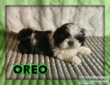 Oreo Male Shihtzu