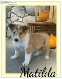 Matilda Female AKC Collie