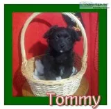 Tommy Male Shihpoo