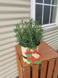 Buy Arp Rosemary Plant for Sale - 1 Gallon Pot