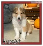 Harriet Female AKC Collie