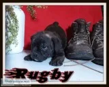 Rugby Male English Puggle