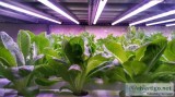 Grow Lights In India