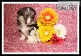Brandy Female Corgi