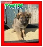 Twix Male AKC German Shepherd