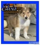 Elvis AKC Male Collie