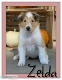 Zelda Female AKC Collie