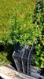 Burgundy Lowbush Blueberry Plant for Sale - 1 Gallon