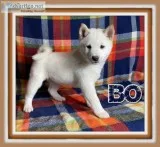 Bo Male AKC Shiba Inu