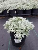 Buy Silver Brocade Wormwood Plant - 1 Gallon Pot