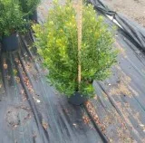Ilex glabra Densa Inkberry Holly Plant for Sale - 3 Gallon
