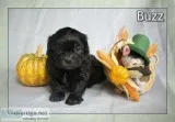 Buzz Male Shihpoo