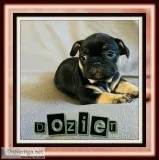 Dozier Male AKC French Bulldog