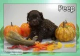 Peep Female Shihpoo