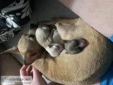 Chihuahua puppies