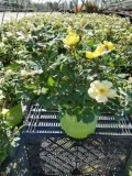 Buy Sunny Knockout Rose Vines - 2 Gallon Pot Online