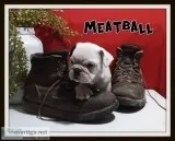 Meatball Male English Puggle