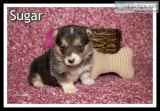 Suger Female Corgi