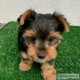 yorkie puppies