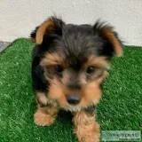 yorkie puppies