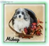 Mikey Male Shihpoo