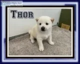 Thor Male AKC Shiba Inu