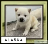 Alaska Male AKC Shiba Inu