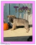 Taffy Female AKC German Shepherd