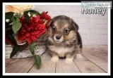 Honey Female Corgi