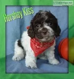 Hershey Kiss Male Cockapoo