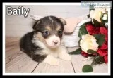 Baily Female Corgi