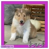 Jewel Female AKC Collie