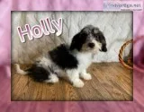 Holly Female Cavachon