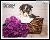 Sassy Female Corgi