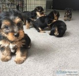 yorkie male and female for sale