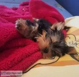 Cute yorkie puppies rehoming