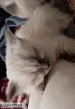 Siamese mix kittens