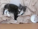 black and white male maine c--n kitten