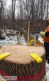 Tree removal service in whitby