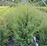 Gnom Juniper Shrub for Sale - 3 Gallon Pot Online