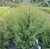 Gnom Juniper Shrub for Sale - 3 Gallon Pot Online