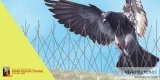 Best Birds Control Company in Atlanta