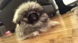 Pekingese toy female puppy