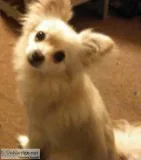 Lost Emotional support animal