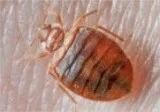Pest Control Vancouver