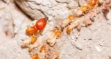 Termite Inspection Services  Qpms.com.au