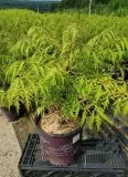 Rhus Tiger Eyes Sumac Tree for Sale - 3 Gallon