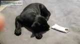 Cane Corso puppies