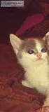 Kittens