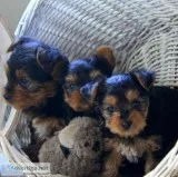 Cute And Adorable Teacup Yorkie Puppies